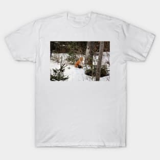 The Watching Fox T-Shirt